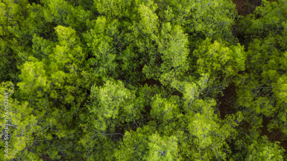 Naklejka premium Aerial drone top down view of a lush green forest canopy showing the dense texture of tree tops a beautiful natural background