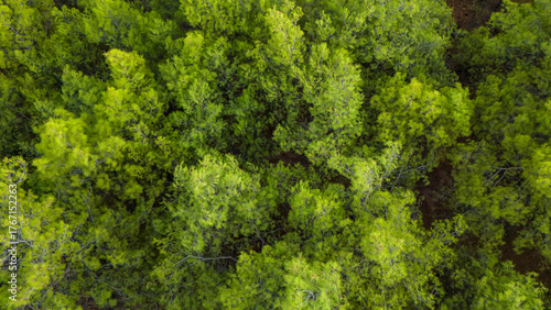 Fototapeta Naklejka Na Ścianę i Meble -  Aerial drone top down view of a lush green forest canopy showing the dense texture of tree tops a beautiful natural background