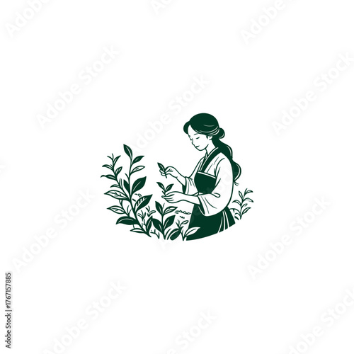 vintage engraving illustration of an elegant Asian woman in traditional attire carefully hand-picking fresh tea leaves in a plantation.