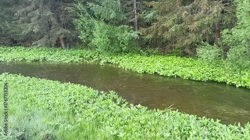 A narrow channel of a small river flows through a clearing along a dense coniferous forest on a sunny summer morning. The Myonka River, Altai, Siberia, Russia.