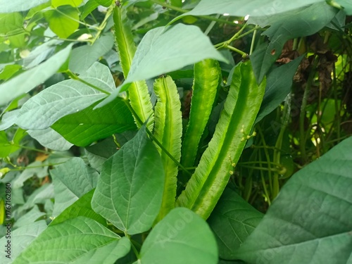 Winged bean (Psophocarpus tetragonolobus), Winged bean fruit has a distinctive shape with four winged or angled sides like star fruit