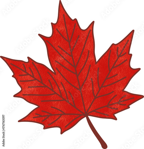 Autumn maple leaf illustration