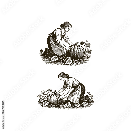 Set of two vintage woodcut illustrations showing a peasant woman kneeling and harvesting a large pumpkin