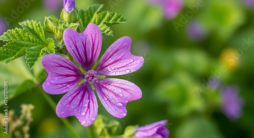 Fototapeta Naklejka Na Ścianę i Meble -  Dewy Purple Flower Meadow Bloom.