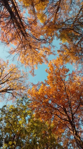Seamless loop rotating autumn trees from below, showcasing vibrant orange and yellow leaves against a clear blue sky