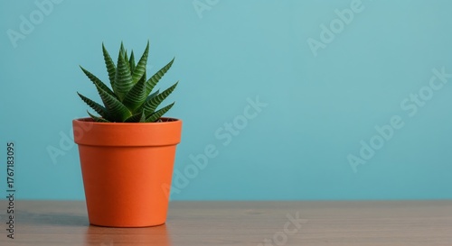 Succulent in the Pot: A solitary succulent plant, residing in an orange ceramic pot, stands against a serene teal backdrop, exuding tranquility and natural charm.