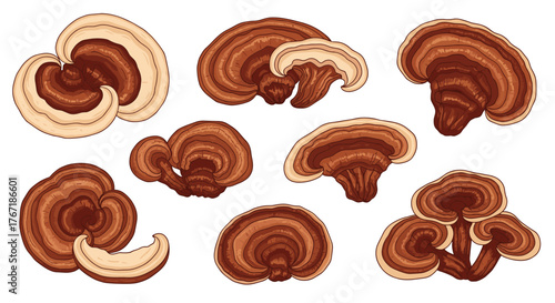 Collection of diverse reishi mushrooms with layered brown and cream caps and stems.