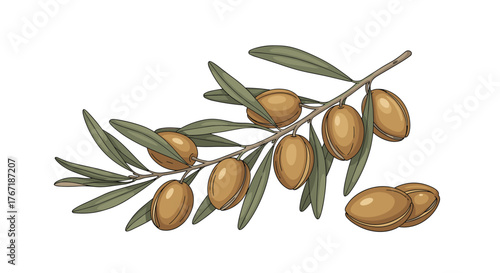 Argan tree branch with green leaves and ripe argan fruits, illustrated in a botanical style on a white background.