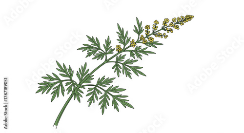 Illustration of a sprig of wormwood with green leaves and small yellow flowers, isolated on white background.