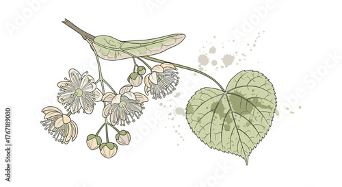 Illustration of a linden branch with flowers and a leaf, with ink splatters, on a white background, for botanical or natural themes.