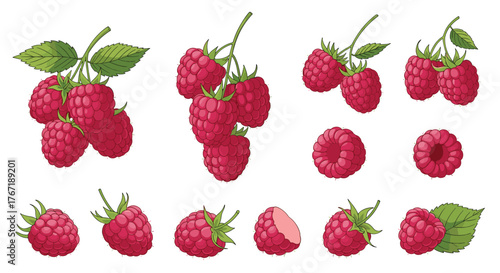 A vibrant collection of fresh red raspberries, depicted as whole berries, clusters on stems with green leaves, and a single berry cut in half.