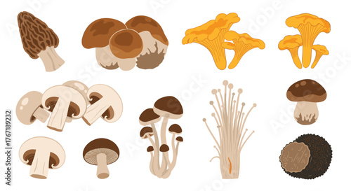 Illustration of various edible mushrooms including morel, porcini, chanterelle, button, and enoki mushrooms.