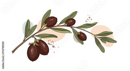 Detailed hand-drawn illustration of a jojoba branch featuring ripe brown berries and green leaves, set against a gentle abstract background.