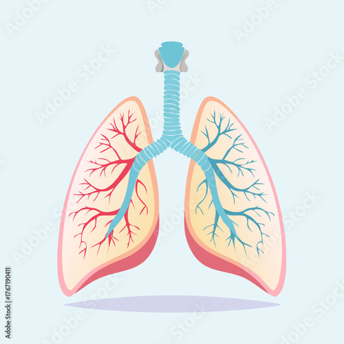 Human Respiratory System - Detailed Illustration of Lungs.