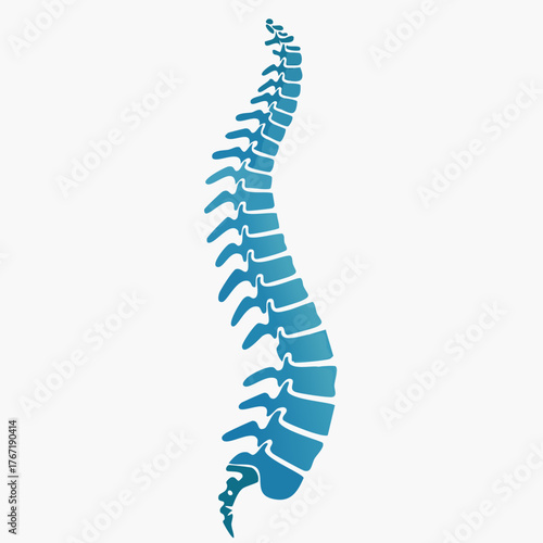 Medical illustration of human spine in blue color on white background.