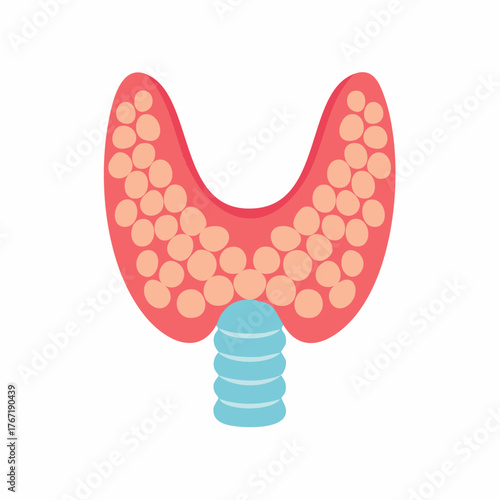 Thyroid Gland Illustration - Medical Anatomy and Health.