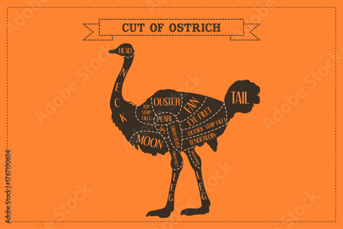 Ostrich meat cuts diagram in vector format