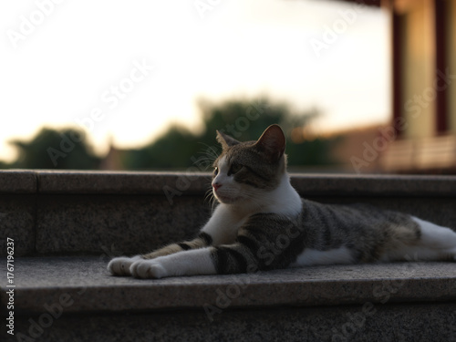 A Calm Cat Lying on the Steps During a Serene Sunset