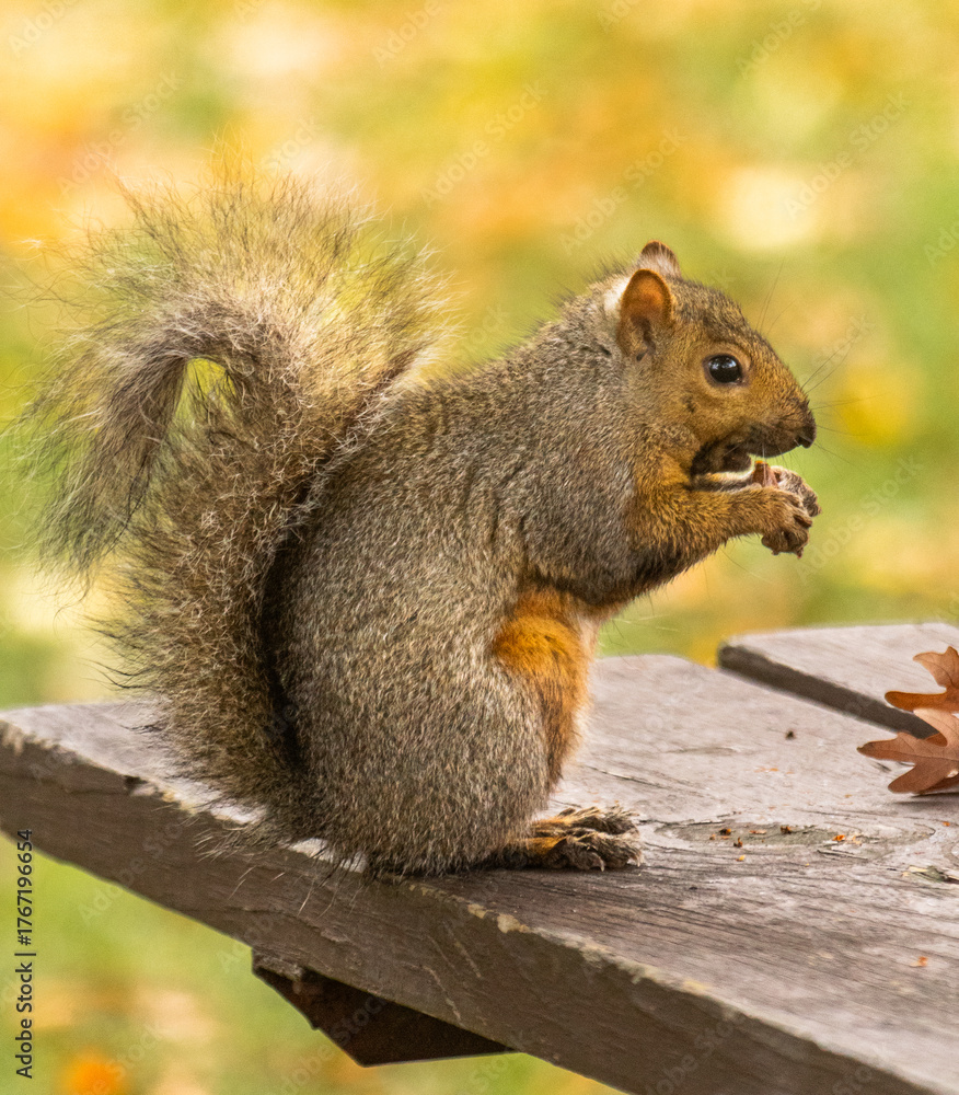 Fototapeta premium Close Up Fox Squirrel Eating Nut on Park Bench