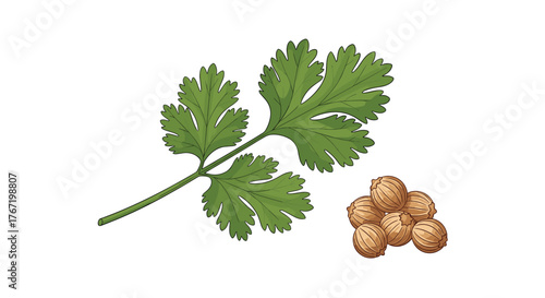 Illustration of coriander leaves and seeds, a common herb and spice, on white background.