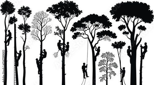 Arborists climbing tall trees using ropes and harnesses, professional tree trimming and pruning work, forestry maintenance, black and white illustration