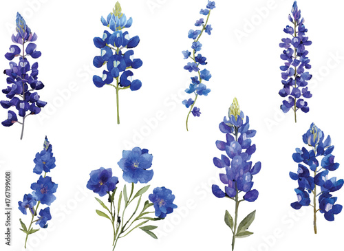 blue flowers isolated on white