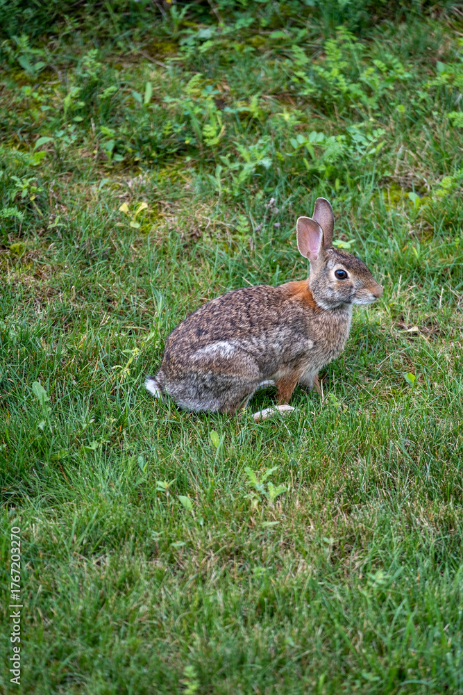 Fototapeta premium Cute Rabbit Sitting on Green Grass in a Sunny Garden During Spring