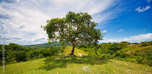 tree in the mountains