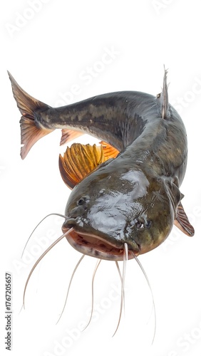 A fresh, dark catfish, posed against a bright white backdrop