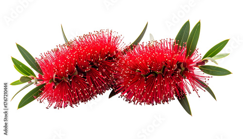 Close-up of vibrant red, bottle-brush shaped flowers, with green leaves, against black
