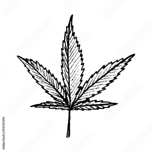 Hand drawn cannabis leaf Medicine marijuana Hemp leaves clipart in doodle style Single element for print, web, design, decor