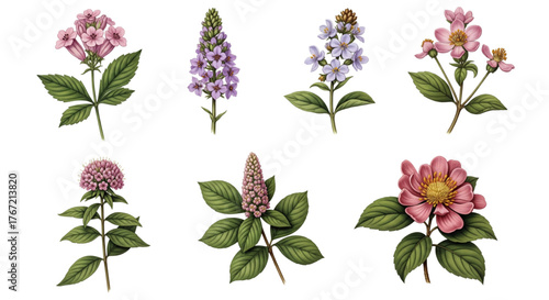 Vintage Botanical Flower Illustrations for Garden Design Web Banners Spring Decor