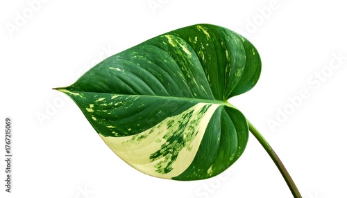 Close-up shot of a vibrant heart-shaped leaf with green and white patterns