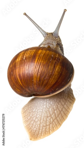 Close-up studio shot of a snail with textured shell and extended feelers