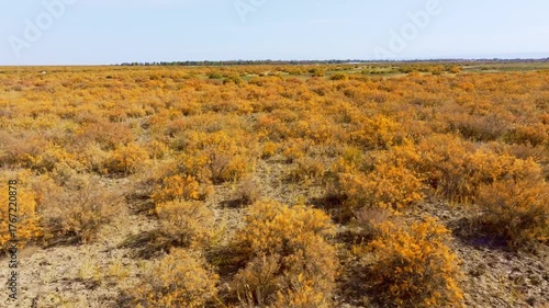 Gobi Desert Poplar Forest
