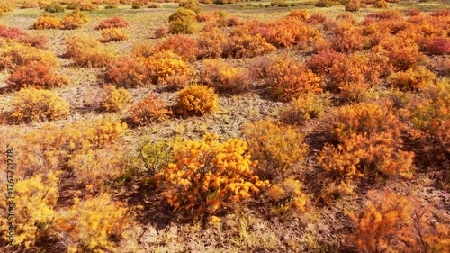 Gobi Desert Poplar Forest
