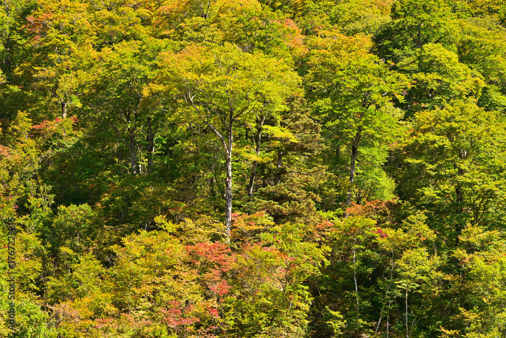 Naklejka premium 白山白川郷ホワイトロードの紅葉