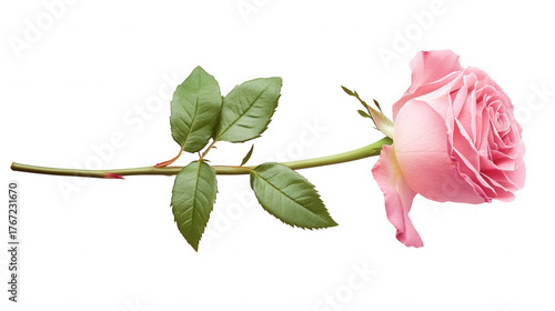 Elegant pink rose lying horizontally against a stark black studio background today on transparent background