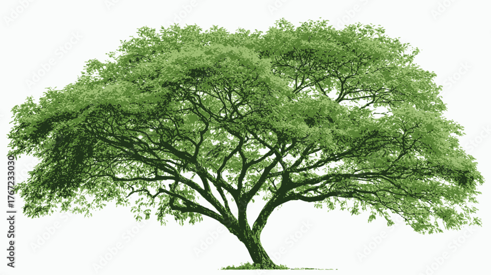 Obraz premium tree isolated on white background