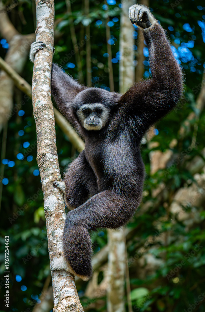 Fototapeta premium White-cheeked gibbons (Nomascus leucogenys) interacting in the tropical rainforest canopy, showing natural behavior and striking white facial markings amid lush green foliage and blue sky.