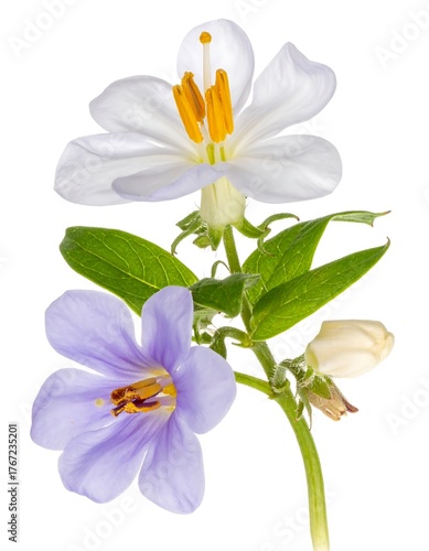 Close-up of delicate flowers with vibrant petals and green leaves