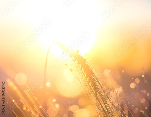Close-up of wheat stalk with water droplets, bright sunny background
