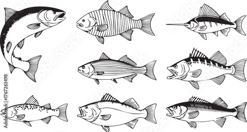 Vector art of collection of various fish species