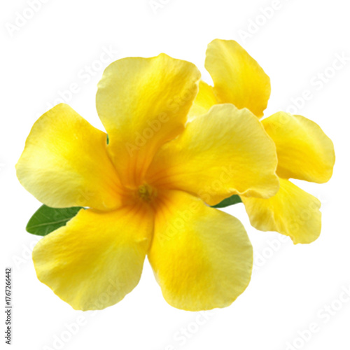 Vibrant yellow allamanda cathartica flower blooms brightly against a dark canvas