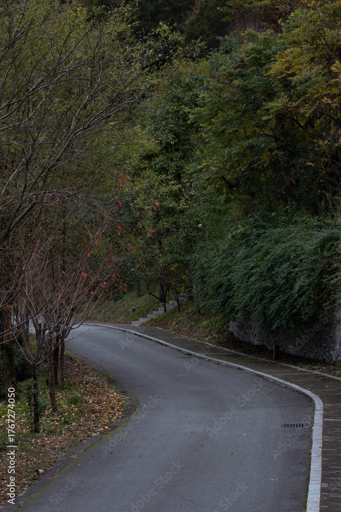 Obraz premium Autumn Concept, Quiet Forest Path