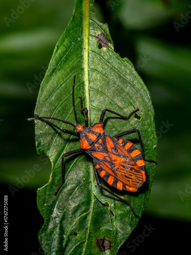 Leaf-footed bug with bright orange markings on green leaf in natural environment