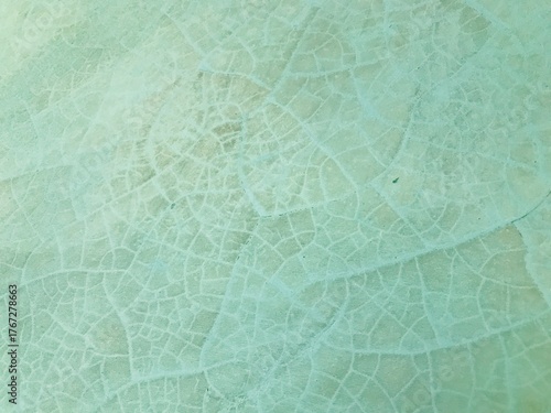 Closeup of a light green leaf showing intricate vein patterns, creating a natural texture