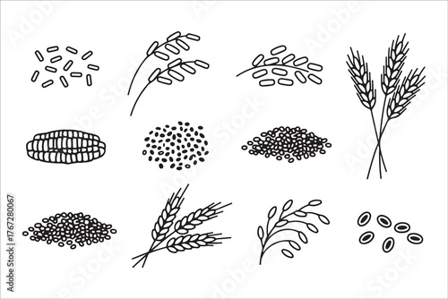  Collection of hand drawn illustrations of various grains and seeds