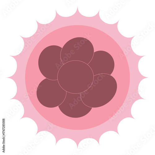 8 Cell Stage Early Embryonic Development