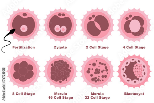 Human Embryo Cell Development Stages Infographic Fertilization to Blastocyst